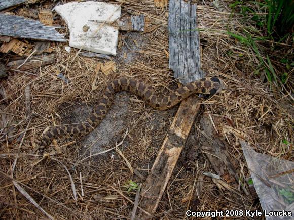 Eastern Hog-nosed Snake (Heterodon platirhinos)