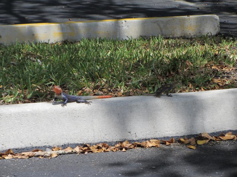 West African Rainbow Lizard (Agama agama africana)