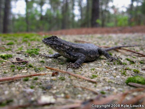 Eastern Fence Lizard (Sceloporus undulatus)