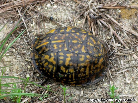 Eastern Box Turtle (Terrapene carolina carolina)