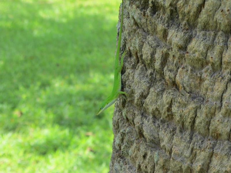 Cuban Green Anole (Anolis porcatus)