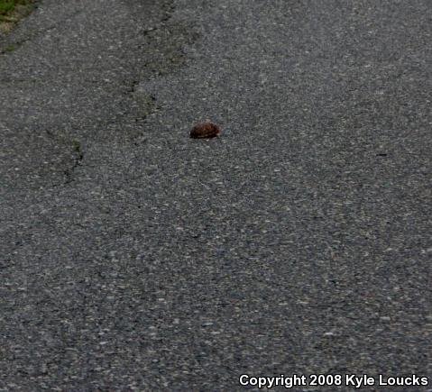 Eastern Box Turtle (Terrapene carolina carolina)