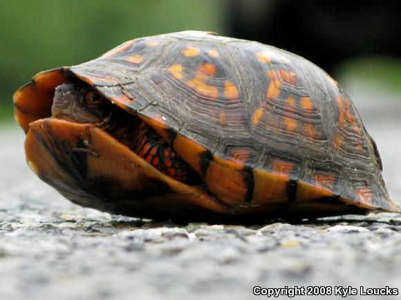 Eastern Box Turtle (Terrapene carolina carolina)