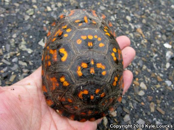 Eastern Box Turtle (Terrapene carolina carolina)