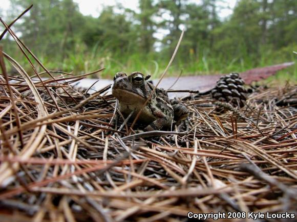 Fowler's Toad (Anaxyrus fowleri)