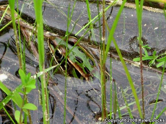 Southern Leopard Frog (Lithobates sphenocephalus utricularius)