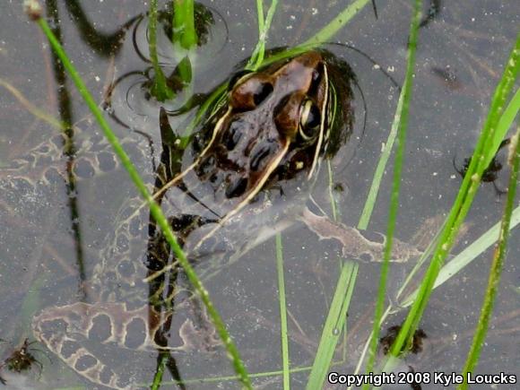 Southern Leopard Frog (Lithobates sphenocephalus utricularius)