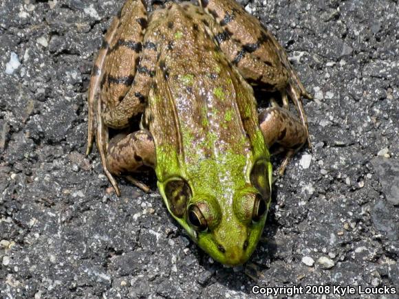 Northern Green Frog (Lithobates clamitans melanota)