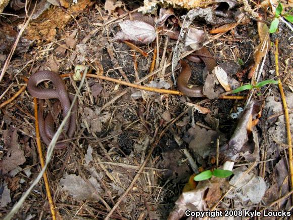 Eastern Wormsnake (Carphophis amoenus amoenus)