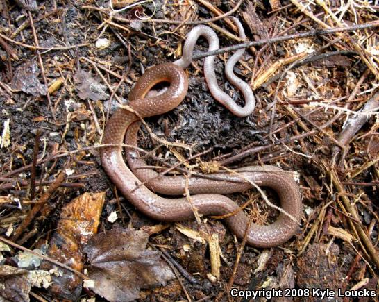 Eastern Wormsnake (Carphophis amoenus amoenus)