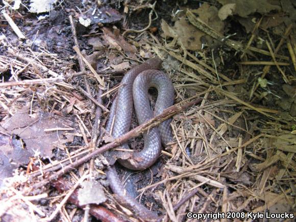 Eastern Wormsnake (Carphophis amoenus amoenus)