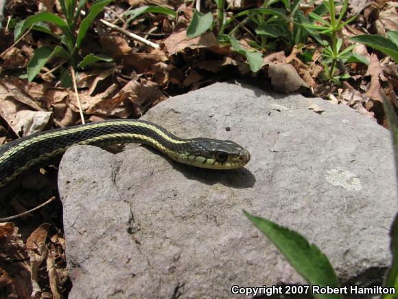 Eastern Gartersnake (Thamnophis sirtalis sirtalis)