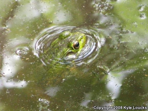 Northern Green Frog (Lithobates clamitans melanota)