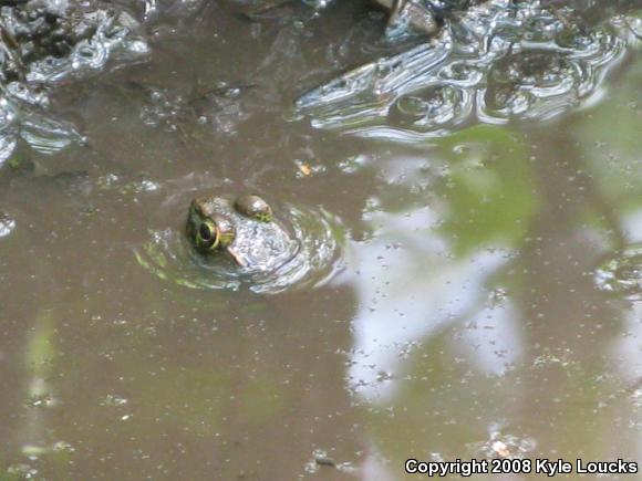 Northern Green Frog (Lithobates clamitans melanota)