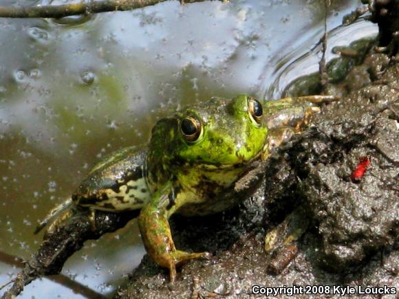 Northern Green Frog (Lithobates clamitans melanota)