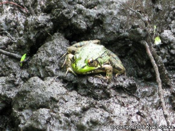 Northern Green Frog (Lithobates clamitans melanota)