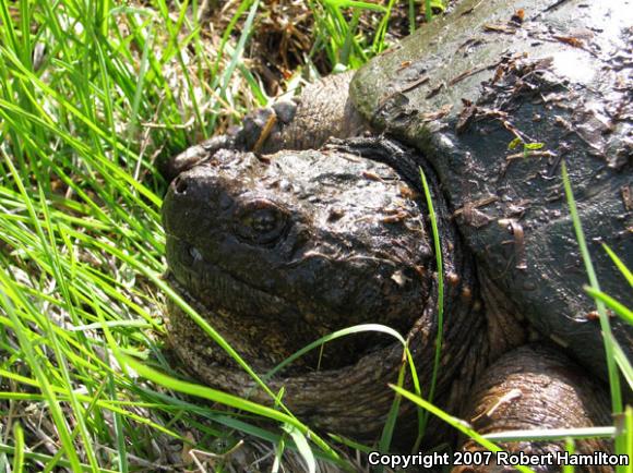 Eastern Snapping Turtle (Chelydra serpentina serpentina)