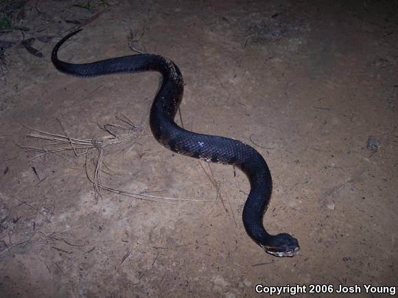 Eastern Cottonmouth (Agkistrodon piscivorus piscivorus)