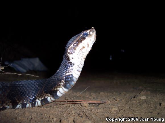 Eastern Cottonmouth (Agkistrodon piscivorus piscivorus)