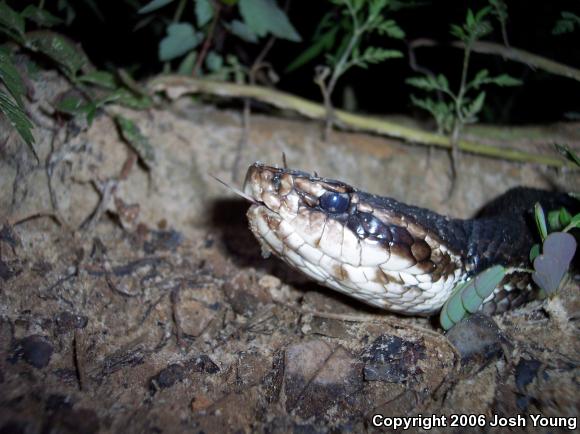 Eastern Cottonmouth (Agkistrodon piscivorus piscivorus)