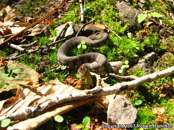 Northern Watersnake (Nerodia sipedon sipedon)