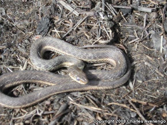 Eastern Gartersnake (Thamnophis sirtalis sirtalis)