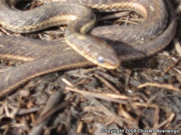 Eastern Gartersnake (Thamnophis sirtalis sirtalis)