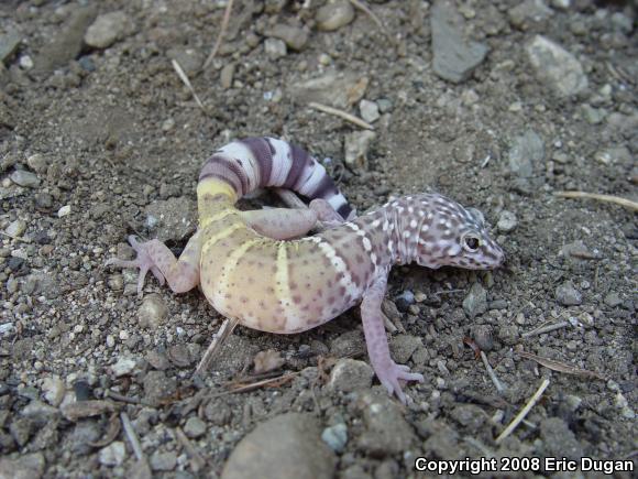 Penninsular Banded Gecko (Coleonyx switaki)