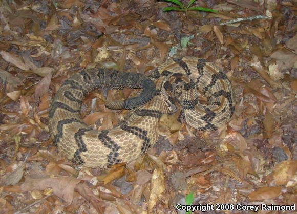 Timber Rattlesnake (Crotalus horridus)