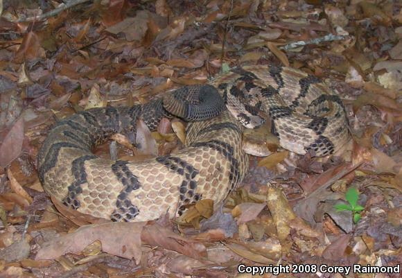 Timber Rattlesnake (Crotalus horridus)