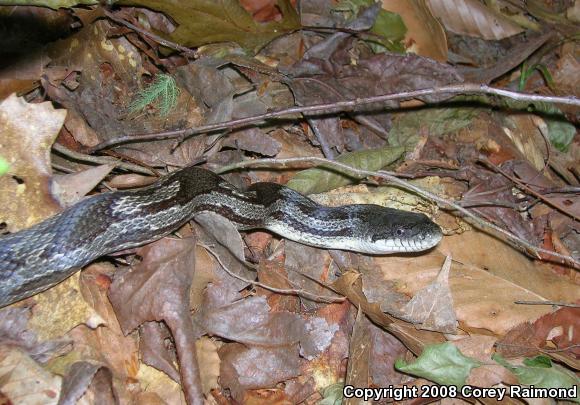 Gray Ratsnake (Pantherophis obsoletus spiloides)