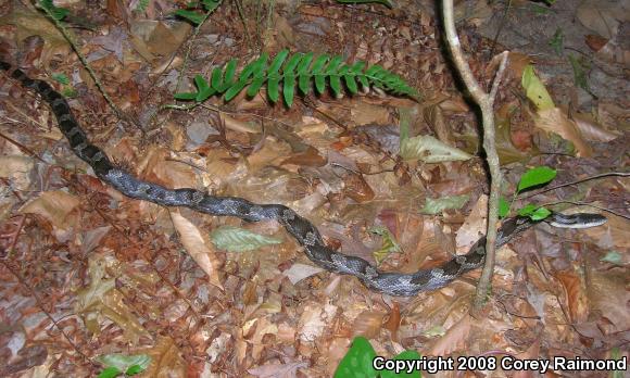 Gray Ratsnake (Pantherophis obsoletus spiloides)