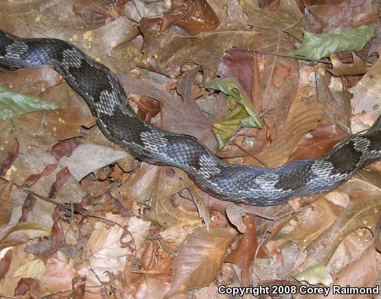 Gray Ratsnake (Pantherophis obsoletus spiloides)