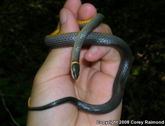 Southern Ring-necked Snake (Diadophis punctatus punctatus)