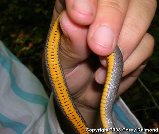 Southern Ring-necked Snake (Diadophis punctatus punctatus)