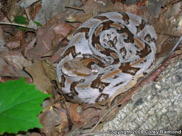 Timber Rattlesnake (Crotalus horridus)