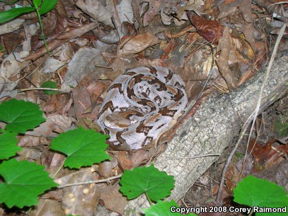 Timber Rattlesnake (Crotalus horridus)