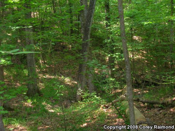 Timber Rattlesnake (Crotalus horridus)