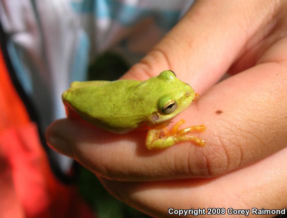 Squirrel Treefrog (Hyla squirella)