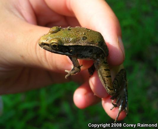 Southern Leopard Frog (Lithobates sphenocephalus)