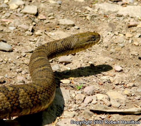 Northern Watersnake (Nerodia sipedon sipedon)