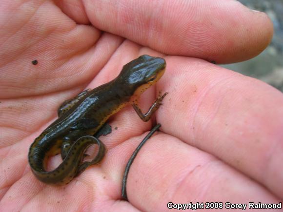 Eastern Newt (Notophthalmus viridescens)