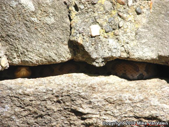 Northern  Copperhead (Agkistrodon contortrix mokasen)