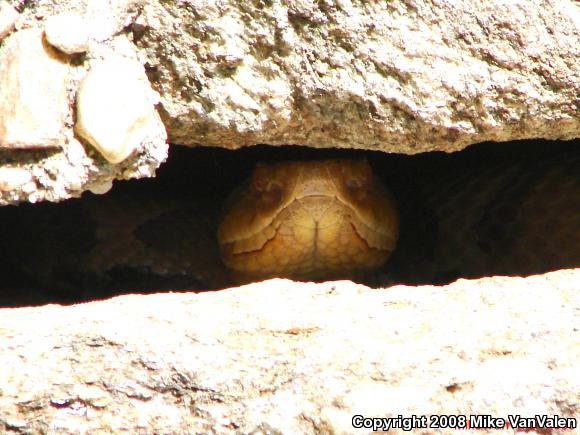 Northern  Copperhead (Agkistrodon contortrix mokasen)