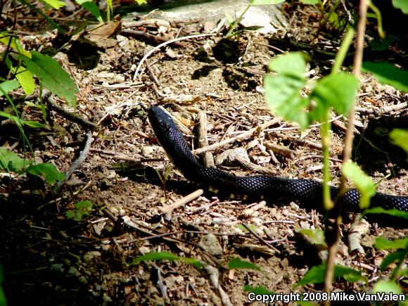 Black Ratsnake (Pantherophis obsoletus obsoletus)