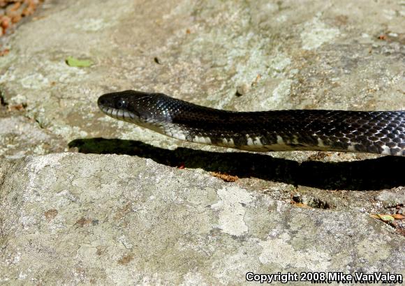 Black Ratsnake (Pantherophis obsoletus obsoletus)