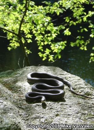 Black Ratsnake (Pantherophis obsoletus obsoletus)