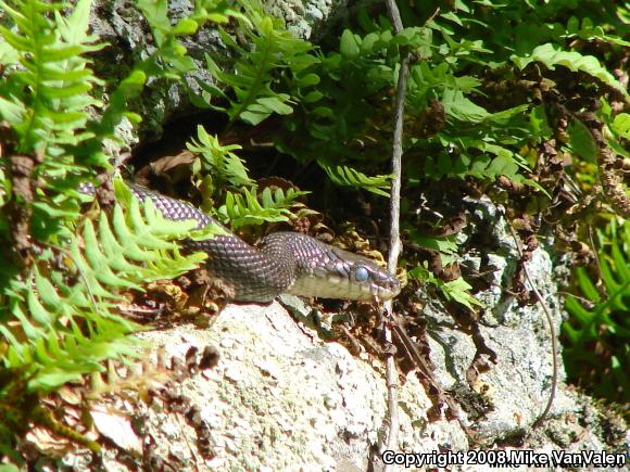 Black Ratsnake (Pantherophis obsoletus obsoletus)