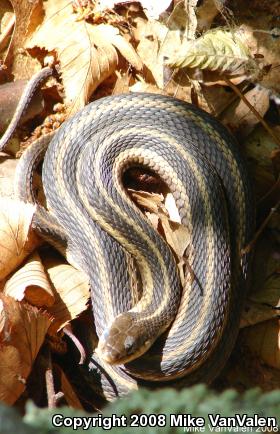 Eastern Gartersnake (Thamnophis sirtalis sirtalis)