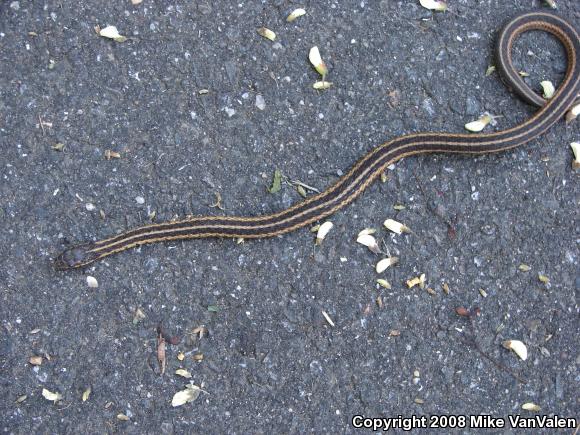 Eastern Gartersnake (Thamnophis sirtalis sirtalis)